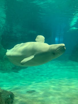 名古屋港水族館に投稿された画像（2024/2/25）