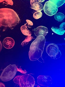 名古屋港水族館に投稿された画像（2024/2/25）