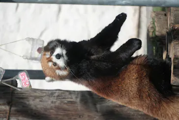 天王寺動物園に投稿された画像（2024/2/25）