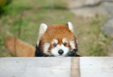 天王寺動物園に投稿された画像（2024/2/25）