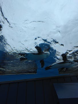 サンシャイン水族館に投稿された画像（2024/2/25）