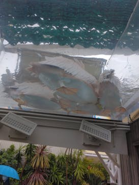 サンシャイン水族館に投稿された画像（2024/2/25）