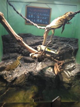 サンシャイン水族館に投稿された画像（2024/2/25）