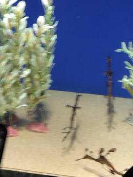 サンシャイン水族館に投稿された画像（2024/2/25）