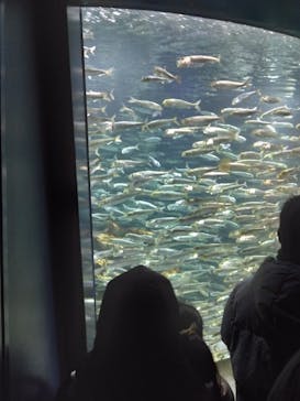 サンシャイン水族館に投稿された画像（2024/2/25）