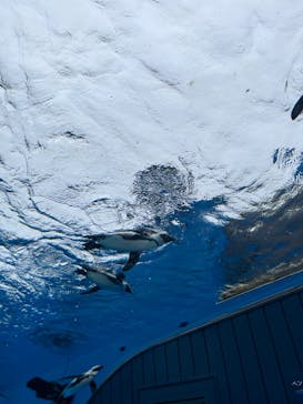 サンシャイン水族館に投稿された画像（2024/2/25）