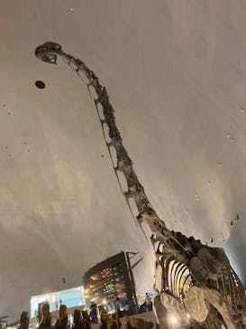 福井県立恐竜博物館に投稿された画像（2024/2/25）