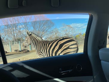 群馬サファリパークに投稿された画像（2024/2/25）