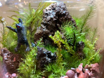 苔工房アイモスに投稿された画像（2024/2/25）