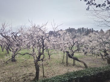 偕楽園本園に投稿された画像（2024/2/25）