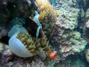 武藤潜水に投稿された画像（2024/2/25）