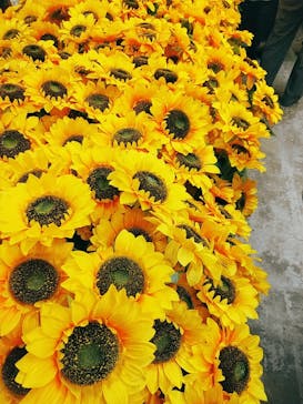 ゴッホ・アライブに投稿された画像（2024/2/25）