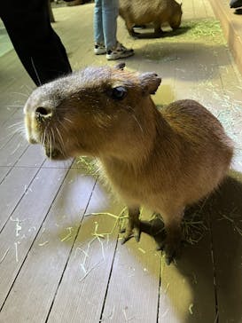 カワスイ 川崎⽔族館に投稿された画像（2024/2/25）