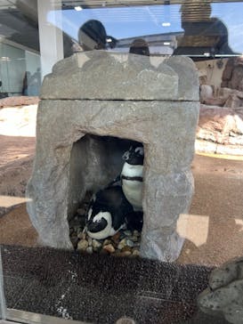 京都水族館に投稿された画像（2024/2/25）