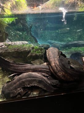 京都水族館に投稿された画像（2024/2/25）