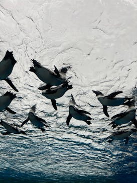 サンシャイン水族館に投稿された画像（2024/2/25）