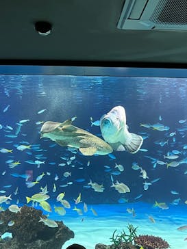 サンシャイン水族館に投稿された画像（2024/2/25）
