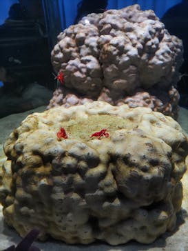 NIFREL（ニフレル）に投稿された画像（2024/2/25）