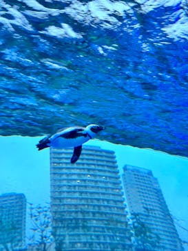 サンシャイン水族館に投稿された画像（2024/2/25）