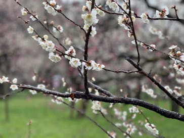 偕楽園本園に投稿された画像（2024/2/25）