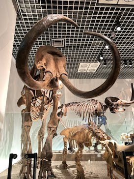 国立科学博物館に投稿された画像（2024/2/25）