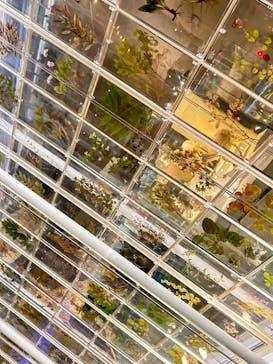 国立科学博物館に投稿された画像（2024/2/25）