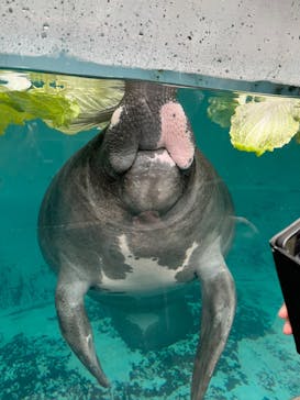 熱川バナナワニ園に投稿された画像（2024/2/25）