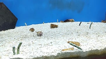 NARA KINGYO MUSEUMに投稿された画像（2024/2/25）