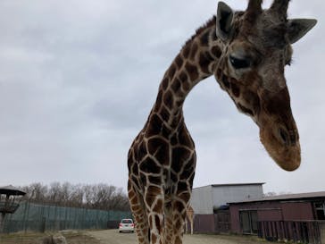 那須サファリパークに投稿された画像（2024/2/25）