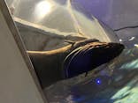 すみだ水族館に投稿された画像（2024/2/25）