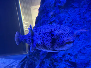 すみだ水族館に投稿された画像（2024/2/25）