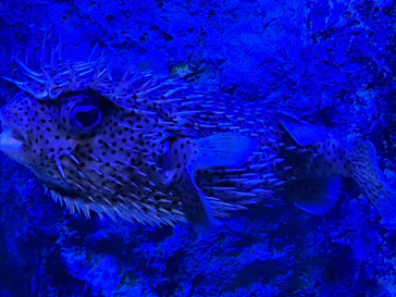 すみだ水族館に投稿された画像（2024/2/25）