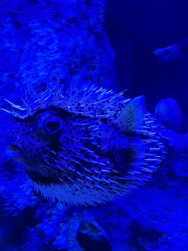 すみだ水族館に投稿された画像（2024/2/25）