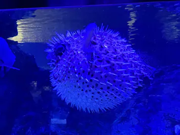 すみだ水族館に投稿された画像（2024/2/25）