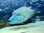 サンシャイン水族館に投稿された画像（2024/2/25）