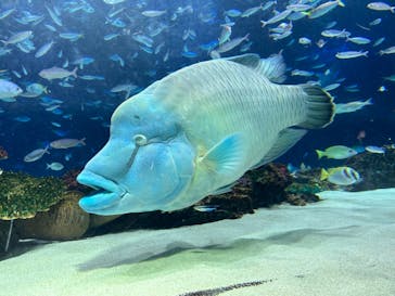 サンシャイン水族館に投稿された画像（2024/2/25）