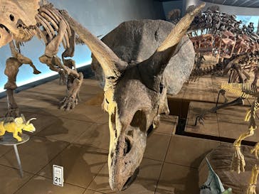 福井県立恐竜博物館に投稿された画像（2024/2/25）
