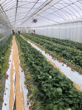 ICHIGOHOUSE.HITACHINAKAに投稿された画像（2024/2/25）