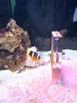 マクセル アクアパーク品川に投稿された画像（2024/2/25）