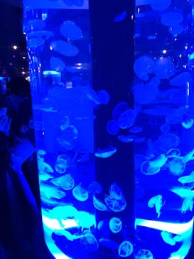 マクセル アクアパーク品川に投稿された画像（2024/2/25）