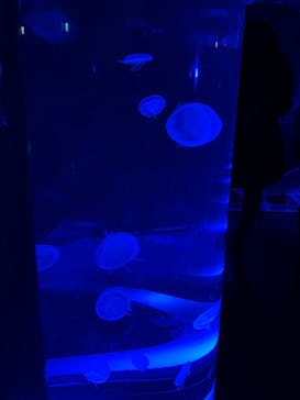 マクセル アクアパーク品川に投稿された画像（2024/2/25）