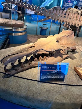 名古屋港水族館に投稿された画像（2024/2/25）