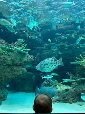 名古屋港水族館に投稿された画像（2024/2/25）