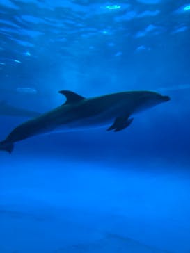 アクアワールド茨城県大洗水族館に投稿された画像（2024/2/25）