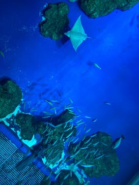 DMMかりゆし水族館に投稿された画像（2024/2/25）