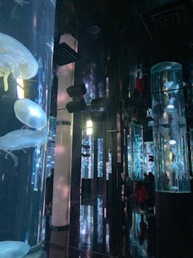 DMMかりゆし水族館に投稿された画像（2024/2/25）