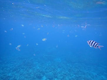 石垣島 ADVENTURE PiPi（イシガキジマアドベンチャーピピ）に投稿された画像（2024/2/25）