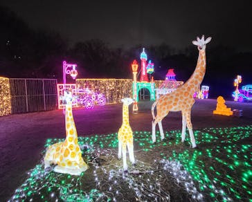 大阪城イルミナージュに投稿された画像（2024/2/25）