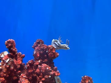 しながわ水族館に投稿された画像（2024/2/25）