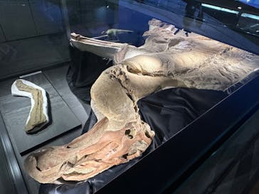 福井県立恐竜博物館に投稿された画像（2024/2/25）